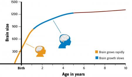 In den ersten zwei Lebensjahren wächst das Gehirn eines Kindes sehr schnell, was ein Grund für den hohen Nährstoffbedarf in dieser Lebensphase ist